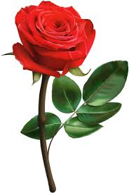 красная роза роза, бутон розы, цветок розы - завантажити безкоштовно рендер  на Artage.io